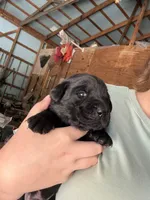Hunter, a male Labrador Retriever for sale in Grabill, IN – 4 of 4