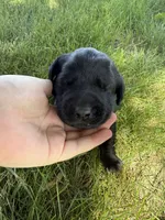 Goose, a male Labrador Retriever for sale in Grabill, IN – 2 of 4