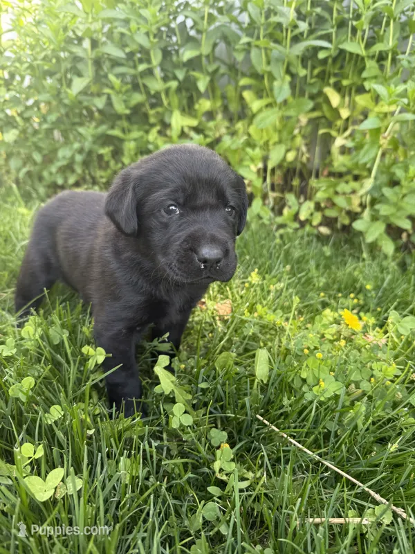 Hunter – Labrador Retriever puppy for sale in Grabill, IN