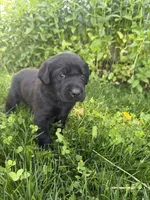 Hunter, a male Labrador Retriever for sale in Grabill, IN – 1 of 5