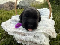 Nova, a female Labrador Retriever for sale in Grabill, IN – 2 of 4