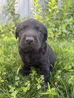 Pedro, a male Labrador Retriever for sale in Grabill, IN – 5 of 7