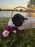 Bailey , a female Labrador Retriever for sale in Grabill, IN – 2 of 4