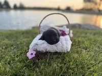 Lady, a female Labrador Retriever for sale in Grabill, IN – 3 of 4
