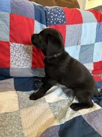 Nova, a female Labrador Retriever for sale in Grabill, IN – 4 of 4