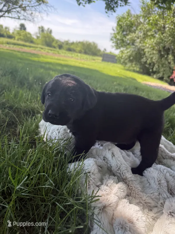 Bailey  – Labrador Retriever puppy for sale in Grabill, IN