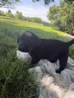 Bailey , a female Labrador Retriever for sale in Grabill, IN – 4 of 5
