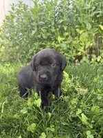 Hunter, a male Labrador Retriever for sale in Grabill, IN – 5 of 5