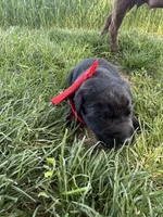 Pedro, a male Labrador Retriever for sale in Grabill, IN – 4 of 4