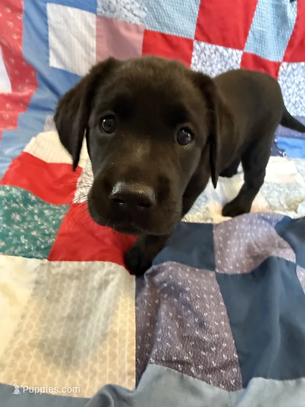 Nova – Labrador Retriever puppy for sale in Grabill, IN