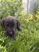 Goose, a male Labrador Retriever for sale in Grabill, IN – 4 of 6