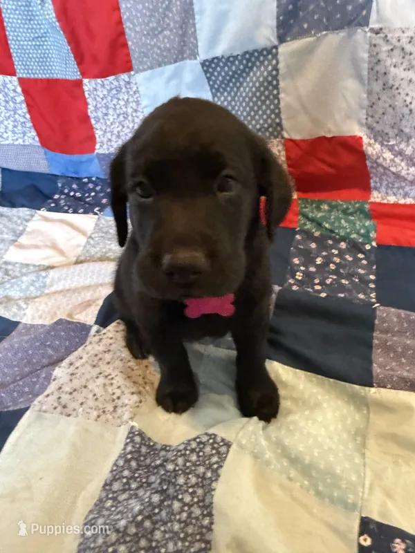 Bailey  – Labrador Retriever puppy for sale in Grabill, IN
