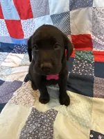 Bailey , a female Labrador Retriever for sale in Grabill, IN – 1 of 4
