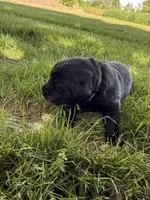 River, a male Labrador Retriever for sale in Grabill, IN – 3 of 4