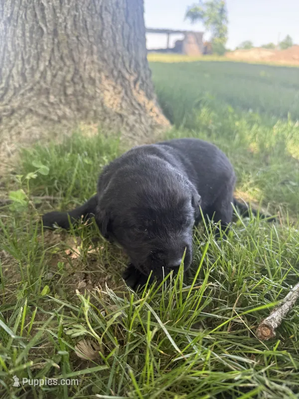 River – Labrador Retriever puppy for sale in Grabill, IN