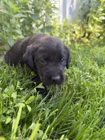 Goose, a male Labrador Retriever for sale in Grabill, IN – 6 of 6