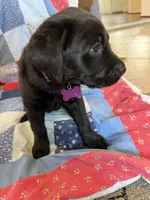 Nova, a female Labrador Retriever for sale in Grabill, IN – 2 of 4