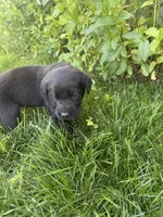 Tank, a male Labrador Retriever for sale in Grabill, IN – 5 of 6