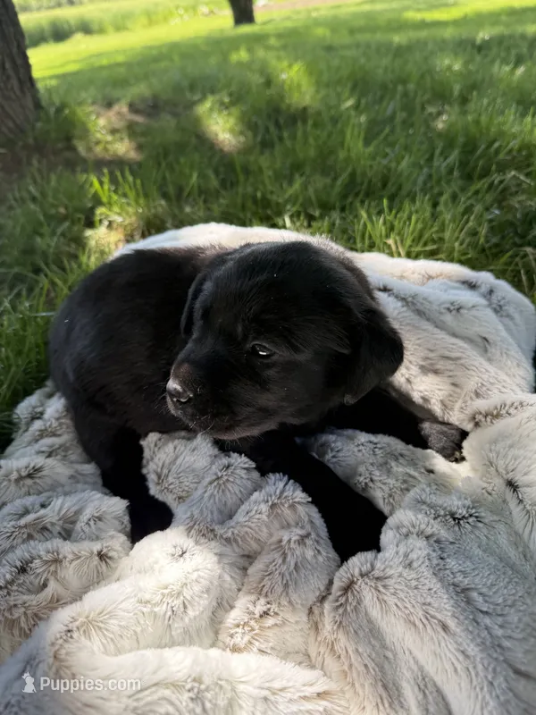 Nova – Labrador Retriever puppy for sale in Grabill, IN