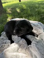 Nova, a female Labrador Retriever for sale in Grabill, IN – 5 of 6