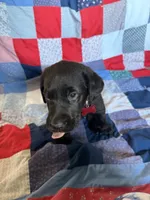 Pedro, a male Labrador Retriever for sale in Grabill, IN – 2 of 4