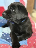 Hunter, a male Labrador Retriever for sale in Grabill, IN – 1 of 3