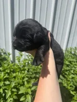 Hunter, a male Labrador Retriever for sale in Grabill, IN – 3 of 4