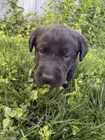 Pedro, a male Labrador Retriever for sale in Grabill, IN – 3 of 7