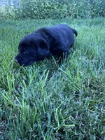 River , a male Labrador Retriever for sale in Grabill, IN – 2 of 5
