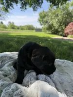 Nova, a female Labrador Retriever for sale in Grabill, IN – 6 of 6