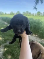 Pedro, a male Labrador Retriever for sale in Grabill, IN – 2 of 4