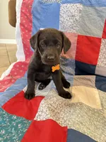 Lady, a female Labrador Retriever for sale in Grabill, IN – 2 of 5