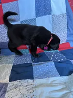 Bailey , a female Labrador Retriever for sale in Grabill, IN – 4 of 4