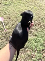 Lily, a female Dachshund for sale in Stuart, OK – Photo 2 of 4