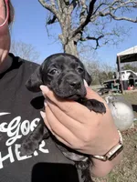 Lily, a female Dachshund for sale in Stuart, OK – Photo 1 of 4