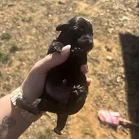 Lily, a female Dachshund for sale in Stuart, OK – Photo 4 of 4