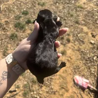 Lily, a female Dachshund for sale in Stuart, OK – Photo 3 of 4