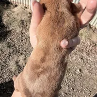 Rosie, a female Dachshund for sale in Stuart, OK – Photo 1 of 6