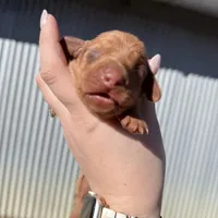 Rosie, a female Dachshund for sale in Stuart, OK – Photo 2 of 6