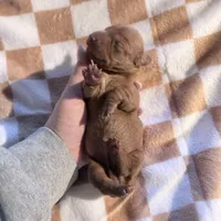 Rosie, a female Dachshund for sale in Stuart, OK – Photo 5 of 6