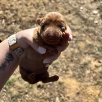 Rosie, a female Dachshund for sale in Stuart, OK – Photo 4 of 6