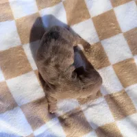 Rosie, a female Dachshund for sale in Stuart, OK – Photo 6 of 6