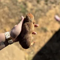 Rosie, a female Dachshund for sale in Stuart, OK – Photo 3 of 6