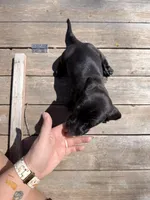 Bentley , a male Dachshund for sale in Stuart, OK – Photo 2 of 6