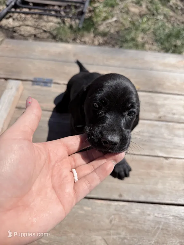 Bentley  – Dachshund puppy for sale in Stuart, OK