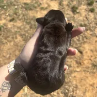 Bentley , a male Dachshund for sale in Stuart, OK – Photo 5 of 6