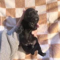 Bentley , a male Dachshund for sale in Stuart, OK – Photo 4 of 6