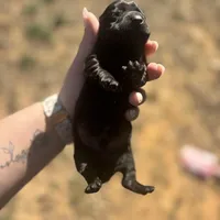 Bentley , a male Dachshund for sale in Stuart, OK – Photo 6 of 6