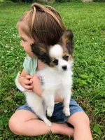 Summer Special- $400 off!, a male Papillon for sale in Verona, KY – Photo 1 of 3