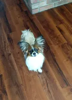 Summer Special- $400 off!, a male Papillon for sale in Verona, KY – Photo 3 of 3